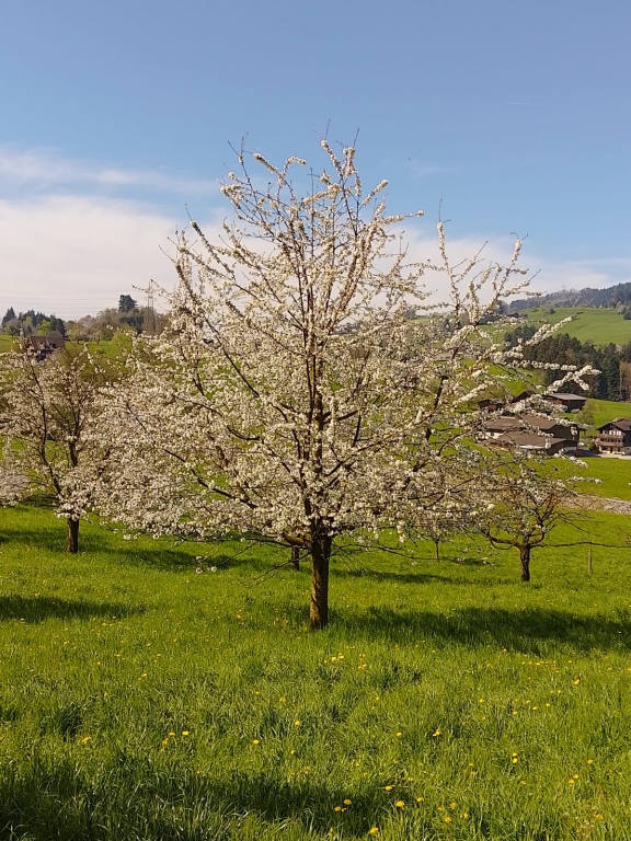 Blühender Kirschbaum